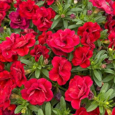 Zauberglöckchen, rot, gefüllt, Topf-Ø 13 cm, 6 Pflanzen