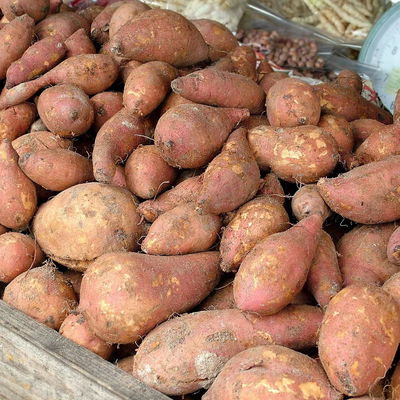 Blu Bio Süsskartoffel, Topf-Ø 12 cm, 6er Set