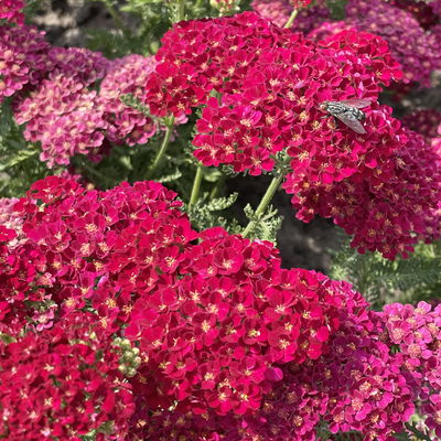 Bio Schafgarbe 'Tutti Frutti Pomegranate', rot , Topf 11x11 cm, 3 Pflanzen