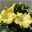 Hibiskus hellgelb, Stamm, Topf-Ø 17 cm, Höhe ca. 70 cm