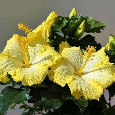 Hibiskus, hellgelb, Stamm, Topf-Ø 17 cm, Höhe ca. 70 cm