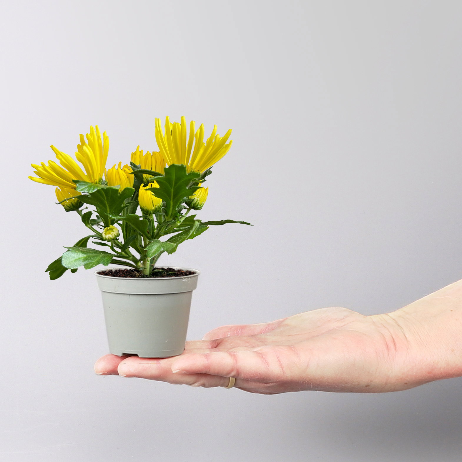 Chrysantheme Mini 'Spider'gelb, spinnenblütig, Topf-Ø 7cm, 8 Stück
