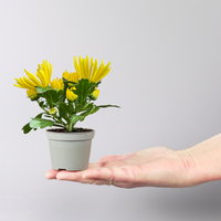 Chrysantheme Mini 'Spider'gelb, spinnenblütig, Topf-Ø 7cm, 8 Stück