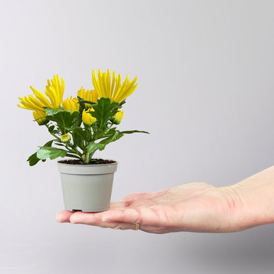 Chrysantheme Mini 'Spider'gelb, spinnenblütig, Topf-Ø 7cm, 8 Stück