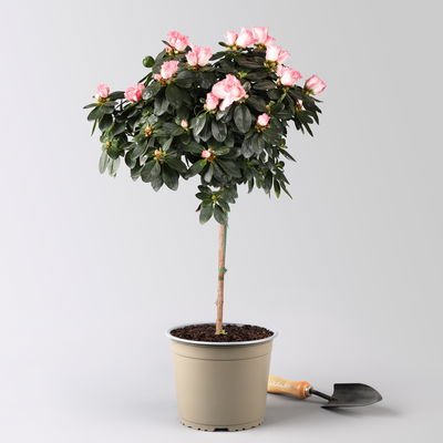 Azalee, Stämmchen, Farbe zufällig, gefüllt, Topf-Ø 19 cm, Höhe ca. 65 cm Azalee, Stämmchen, Farbe zufällig, gefüllt, Topf-Ø 19 cm, Höhe ca. 65 cm