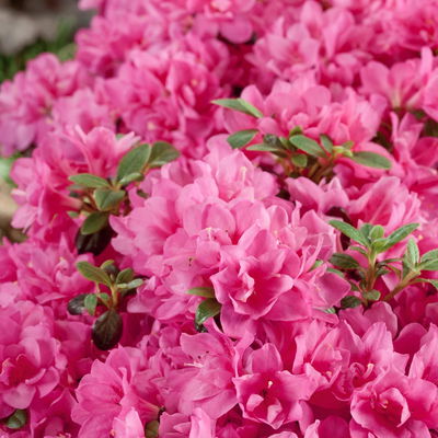 Japanische Azaleen, 3er-Set, Topf je 5 Liter