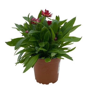 Strohblume rot, Topf- Ø 12 cm, 6 Stück