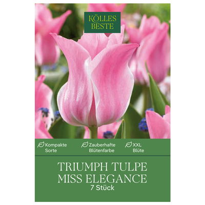 Kölles Beste Tulpe 'Miss Elegance®', rosa Kölles Beste Tulpe 'Miss Elegance®', rosa