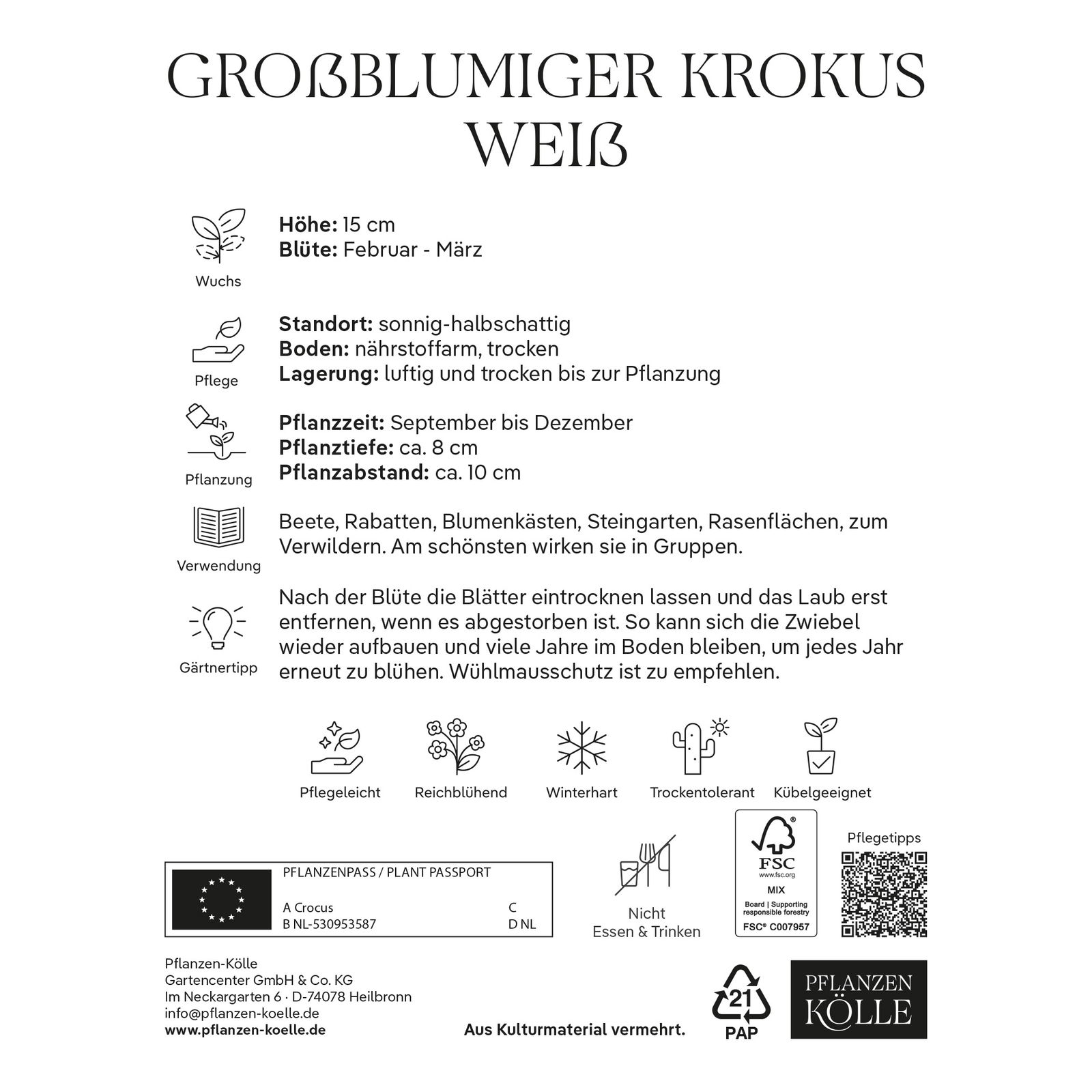 großblumige Krokusse weiß, 25 Blumenzwiebeln