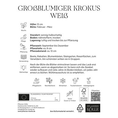 großblumige Krokusse weiß, 25 Blumenzwiebeln großblumige Krokusse weiß, 25 Blumenzwiebeln