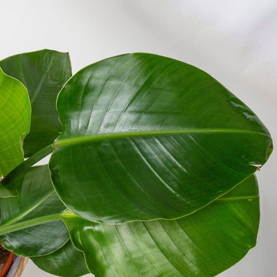 Strelitzia mit Dekokorb Osaka, Topf-Ø 21 cm, Höhe ca. 70 - 100 cm