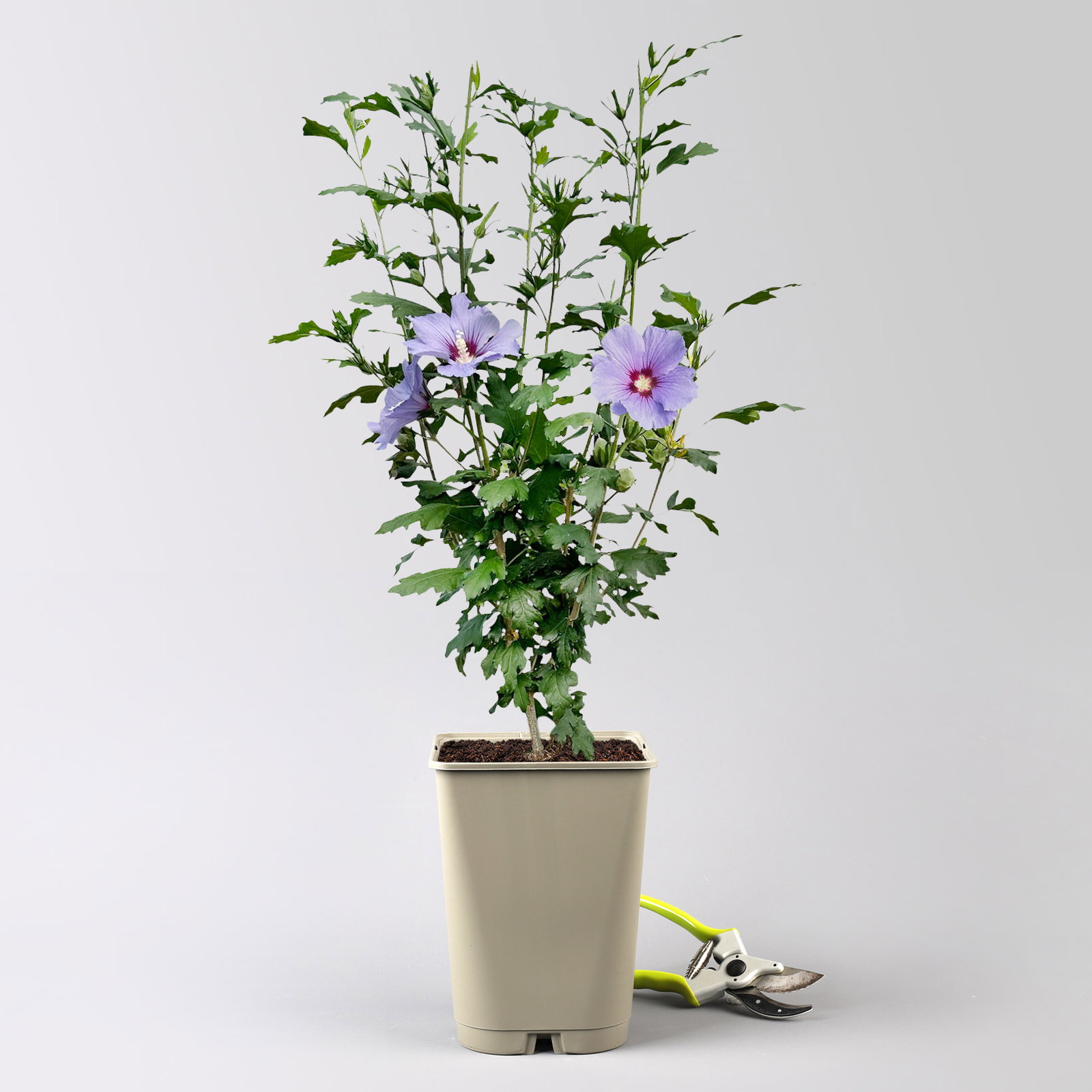 Garten-Hibiskus 'Marina', violettblau, 40 - 60cm hoch, Topf 5 l