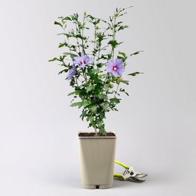 Garten-Hibiskus 'Marina', violettblau, 40 - 60cm hoch, Topf 5 l