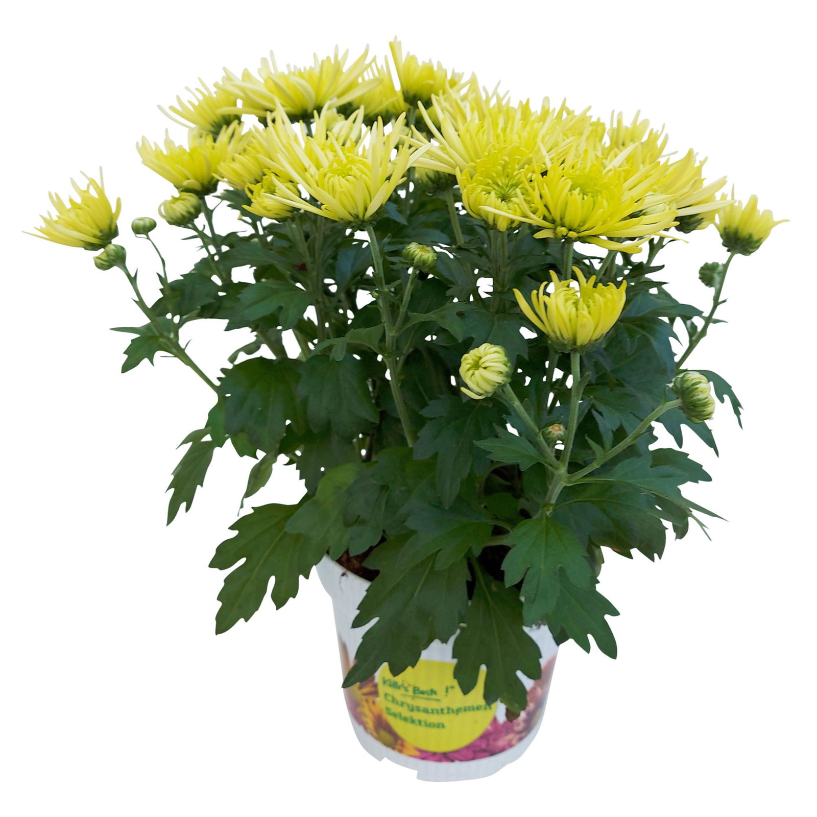 Chrysanthemen Spider Anansi™ Yellow, spinnenblütig, Topf-Ø 14cm, 4er-Set