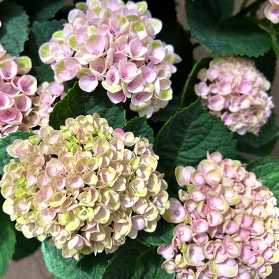 Hortensie 'Magical Revolution®' rosa, Topf-Ø 14 cm, H: 40 cm Hortensie 'Magical Revolution®' rosa, Topf-Ø 14 cm, H: 40 cm