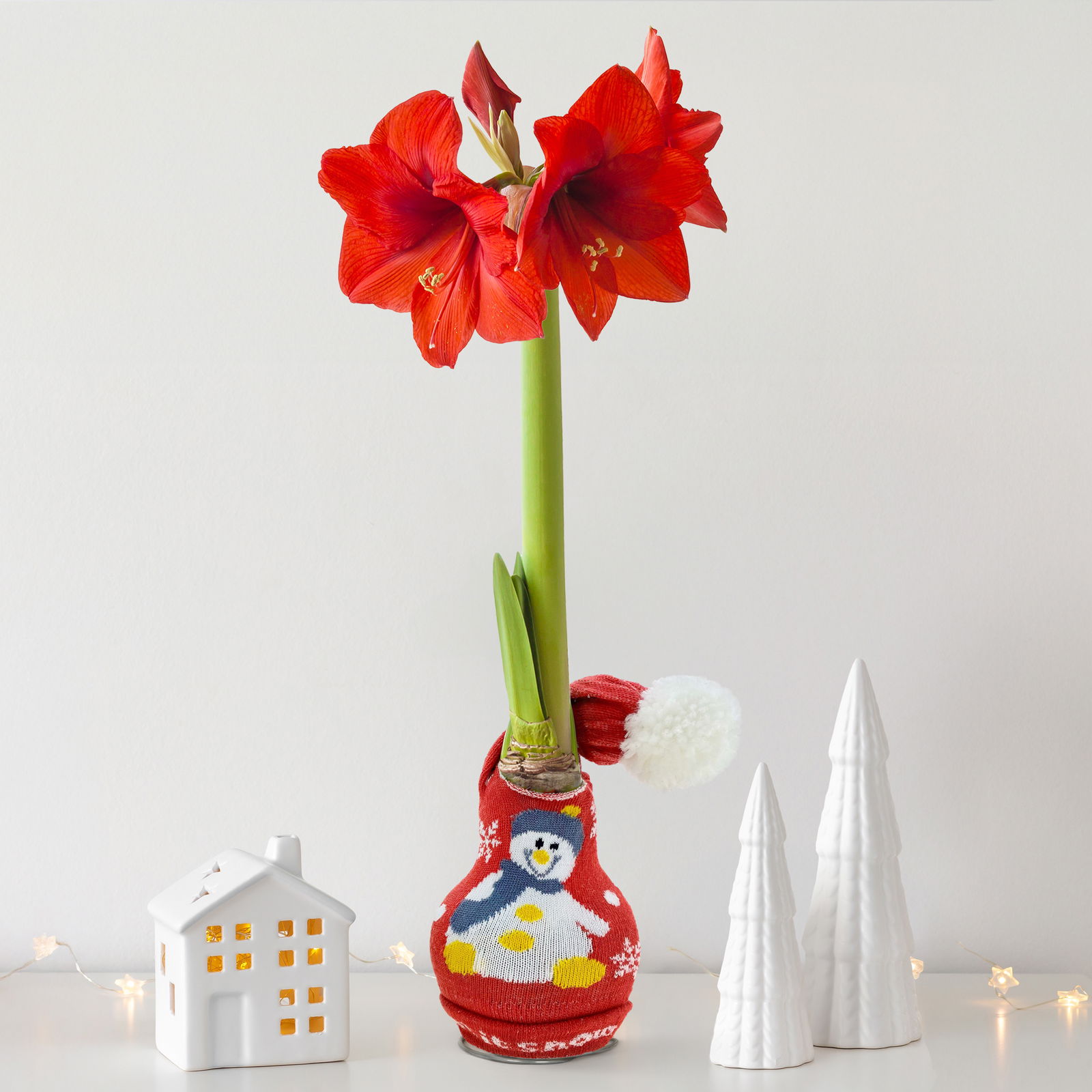 Amaryllis in Wachs, Dekor 'Strickmütze Schneemann, Blüte rot