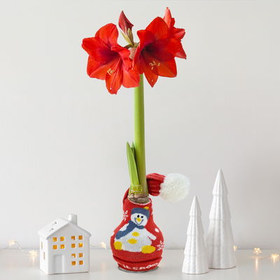 Amaryllis in Wachs, Dekor 'Strickmütze Schneemann, Blüte rot Amaryllis in Wachs, Dekor 'Strickmütze Schneemann, Blüte rot