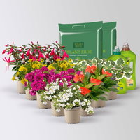 Pflanzenkreation Schatten-Leuchten, groß, 12 Pflanzen inkl. Erde und Dünger