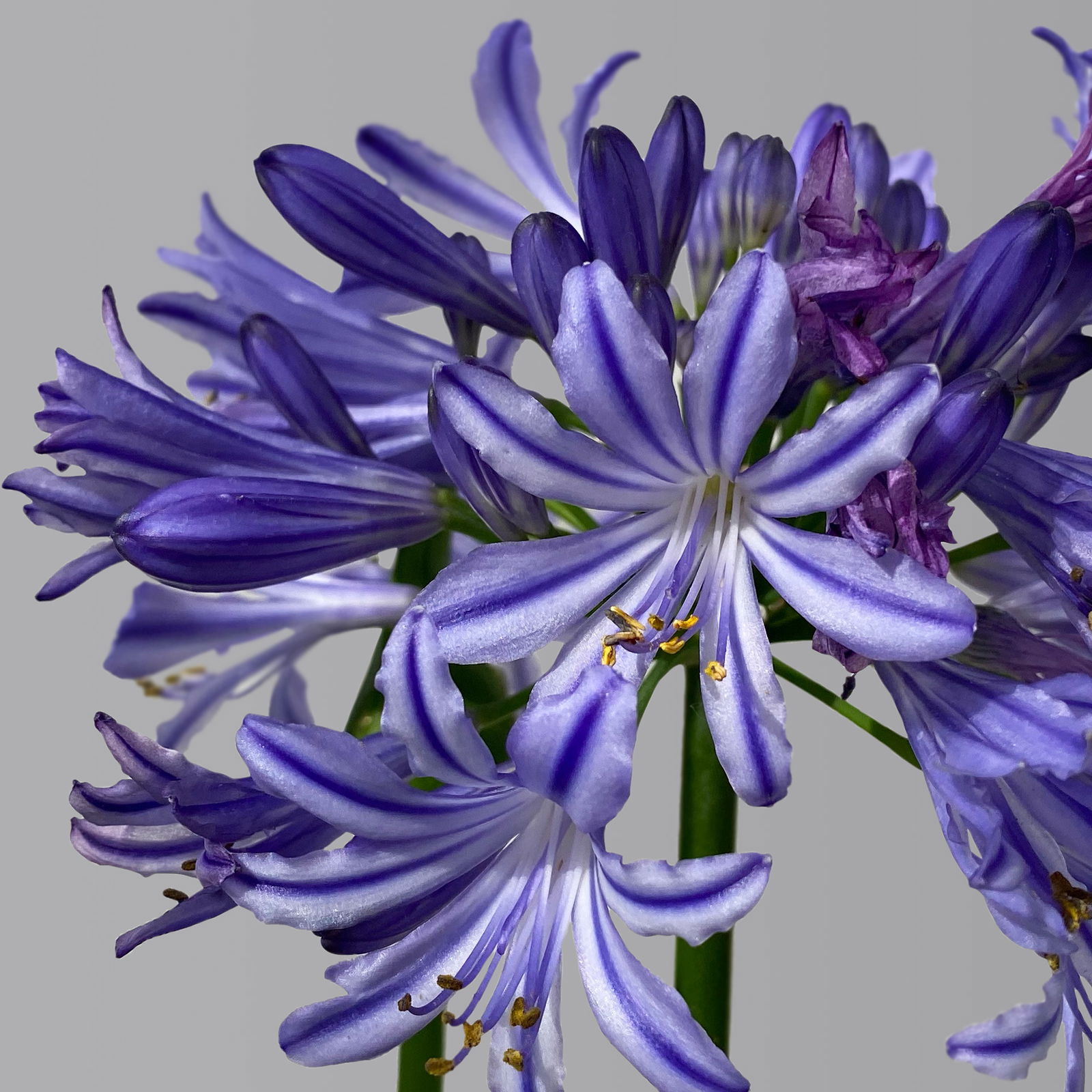 Agapanthus 'Bluety®' blau, Topf-Ø 24 cm