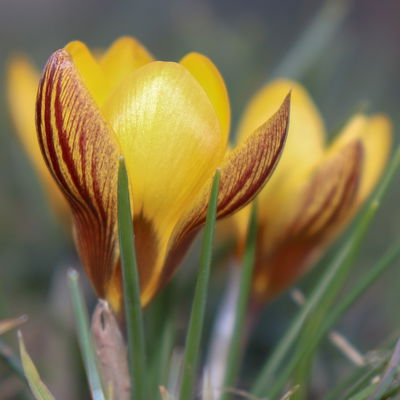 Wild Krokus 'Gipsy Girl' gelb, vorgetrieben, Topf-Ø 10,5 cm, 6 Pflanzen Wild Krokus 'Gipsy Girl' gelb, vorgetrieben, Topf-Ø 10,5 cm, 6 Pflanzen