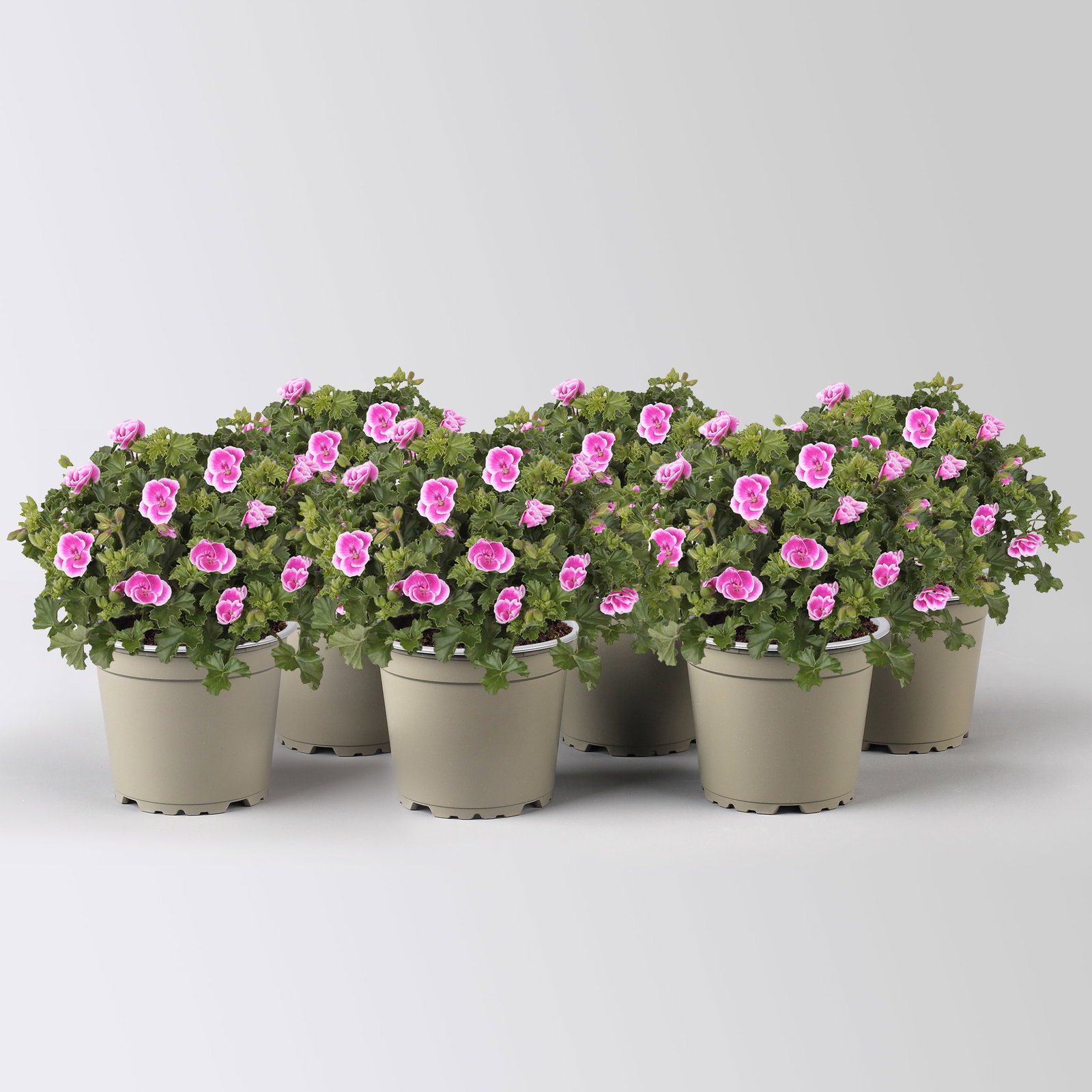Geranie 'Angel® Fay®', pink-weiß, Topf-Ø 12cm, 6 Pflanzen