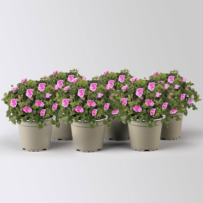 Geranie 'Angel® Fay®', pink-weiß, Topf-Ø 12cm, 6 Pflanzen