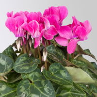 Alpenveilchen 'Outland', Farben zufällig, Topf-Ø 10,5/11 cm, 6 Pflanzen