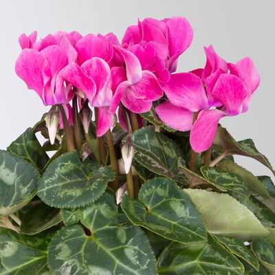 Alpenveilchen 'Outland', Farben zufällig, Topf-Ø 10,5/11 cm, 6 Pflanzen