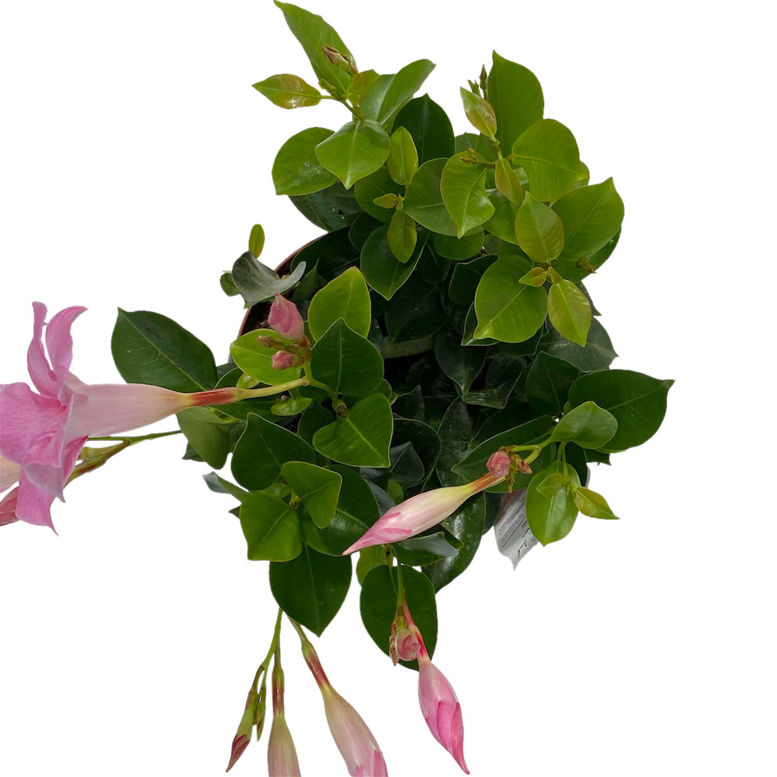Dipladenie rosa, Busch, Topf-Ø 17 cm, Höhe ca. 55 cm