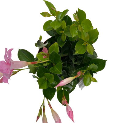Dipladenie 'Qdeville®', rosa, buschartig, Topf-Ø 17 cm, Höhe ca. 40 cm