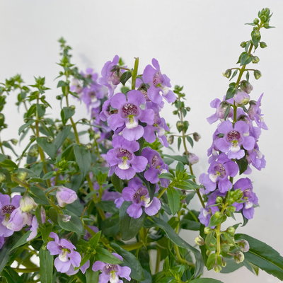 Angelonia lilablau, Topf-Ø 12 cm, 6er-Set