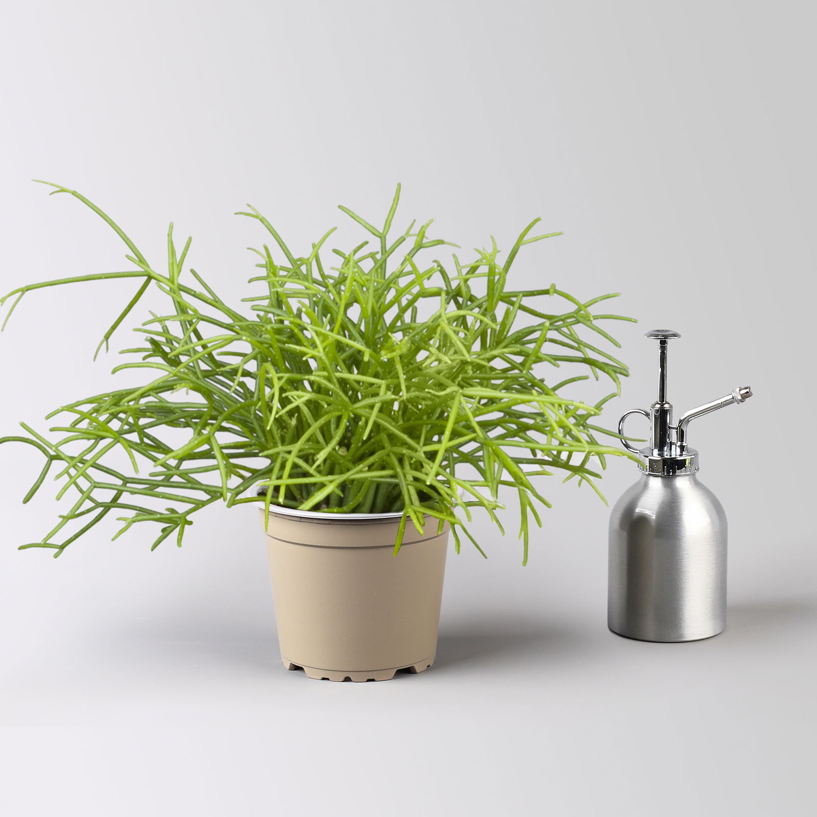 Grünpflanzenkreation 'Sukkulentenfreude', Topf-Ø 12/13 cm, 4 Pflanzen