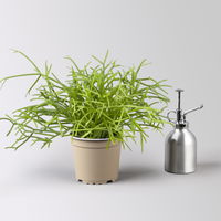 Grünpflanzenkreation 'Sukkulentenfreude', Topf-Ø 12/13 cm, 4 Pflanzen