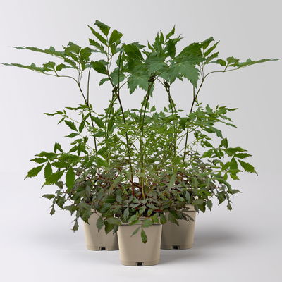 Bio Prachtspiere rosa, Topf 11x11 cm, 3 Pflanzen Bio Prachtspiere rosa, Topf 11x11 cm, 3 Pflanzen