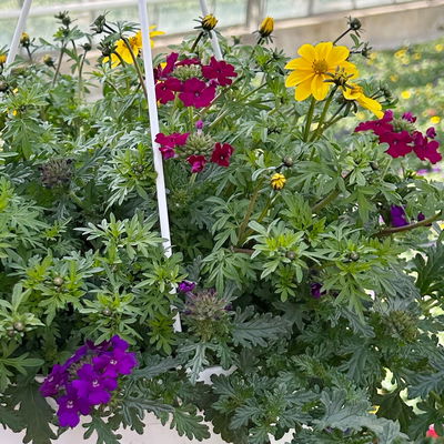 Blumenampel TrioMio™ 'Tweety Jazz', lila-blau-gelb, Ampeltopf-Ø ca. 27 cm Ø