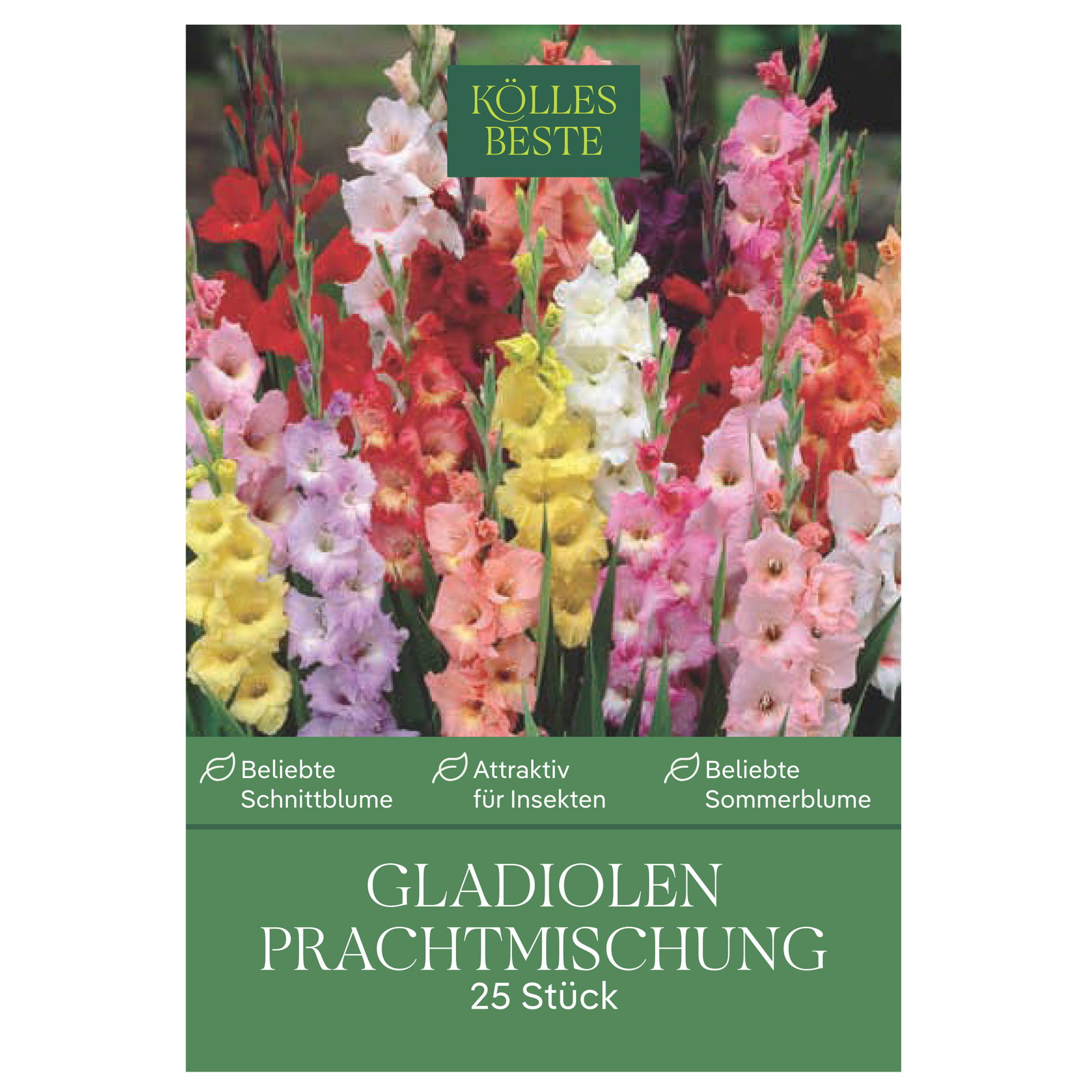 Kölles Beste Gladiolen Prachtmischung, 25 Blumenknollen