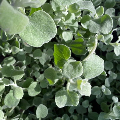 Helichrysum, silberlaubig, Topf- Ø 12/13 cm, 6 Stück