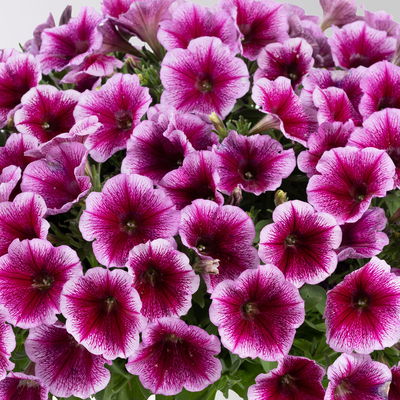 Petunie, rosa-fuchsia, hängend, Topf-Ø 13 cm, 6 Pflanzen Petunie, rosa-fuchsia, hängend, Topf-Ø 13 cm, 6 Pflanzen