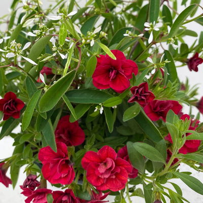 Zauberglöckchen-Schneewolke rot/weiß, Topf-Ø 13 cm, 6 Pflanzen Zauberglöckchen-Schneewolke rot/weiß, Topf-Ø 13 cm, 6 Pflanzen