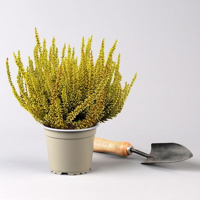 Knospenheide 'Picasso', gelb gefärbt, Topf-Ø 12 cm, 6 Pflanzen