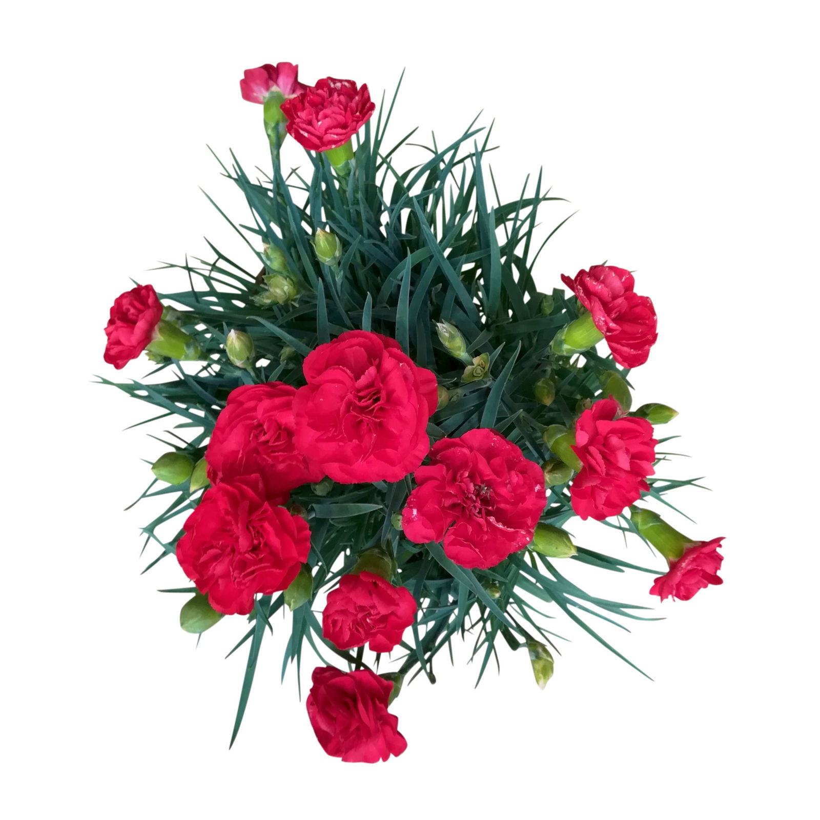 Dianthus 'Oscar®' rot, Topf-Ø 13 cm, 6 Stück