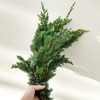 Scheinzypresse 'Wisselii' im Handbund, 3 Bund Scheinzypresse 'Wisselii' im Handbund, 3 Bund