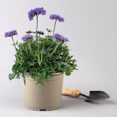 Taubenskabiose 'Mariposa Blue', blau, Topf-Ø 17 cm, 2 Pflanzen