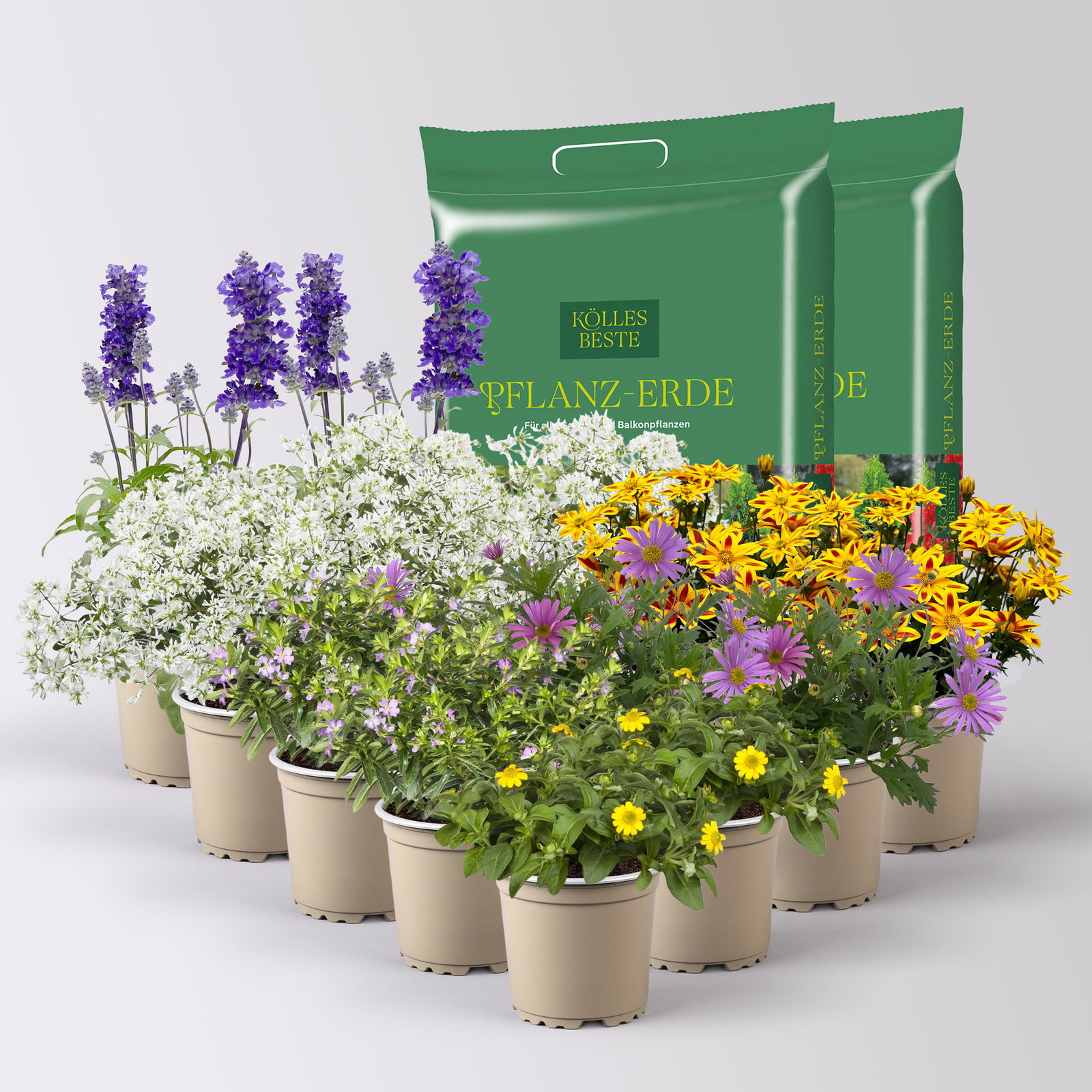 Pflanzenkreation 'Insektenbuffet', lila-gelb-weiß, 12 Pflanzen inkl. Erde