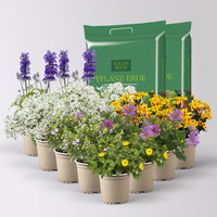 Pflanzenkreation 'Insektenbuffet', lila-gelb-weiß, 12 Pflanzen inkl. Erde