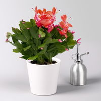 Weihnachtskaktus, rot, mit Übertopf Dallas weiß, Topf-Ø 12 cm, 2 Pflanzen Weihnachtskaktus, rot, mit Übertopf Dallas weiß, Topf-Ø 12 cm, 2 Pflanzen