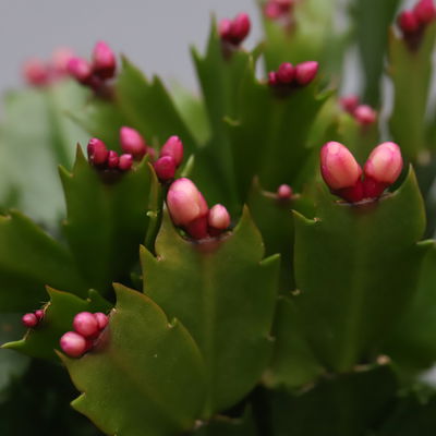 Weihnachtskaktus, rot, Topf-Ø 12 cm, 3 Pflanzen