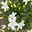Glockenblume 'Spring Bell®', weiß, Topf-Ø 12 cm, 3 Pflanzen