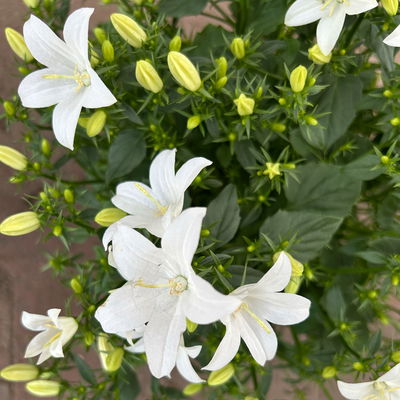 Glockenblume 'Spring Bell®', weiß, Topf-Ø 12 cm, 3 Pflanzen