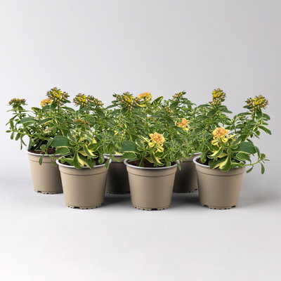 Buntlaubiges Garten-Fettblatt 'Variegatum', gelb, Topf-Ø 12 cm, 6 Pflanzen Buntlaubiges Garten-Fettblatt 'Variegatum', gelb, Topf-Ø 12 cm, 6 Pflanzen